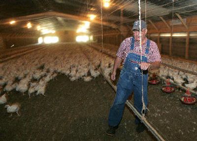 
Poultry farmer Dempsey Milford walks through his family's chicken house in Cumming, Ga. Like other poultry farmers across the country, the Milfords are taking extreme precautions to prevent their flocks from getting infected with the deadly avian flu virus. 
 (Associated Press photos / The Spokesman-Review)