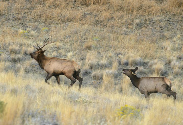 Hanford elk control paying off | The Spokesman-Review