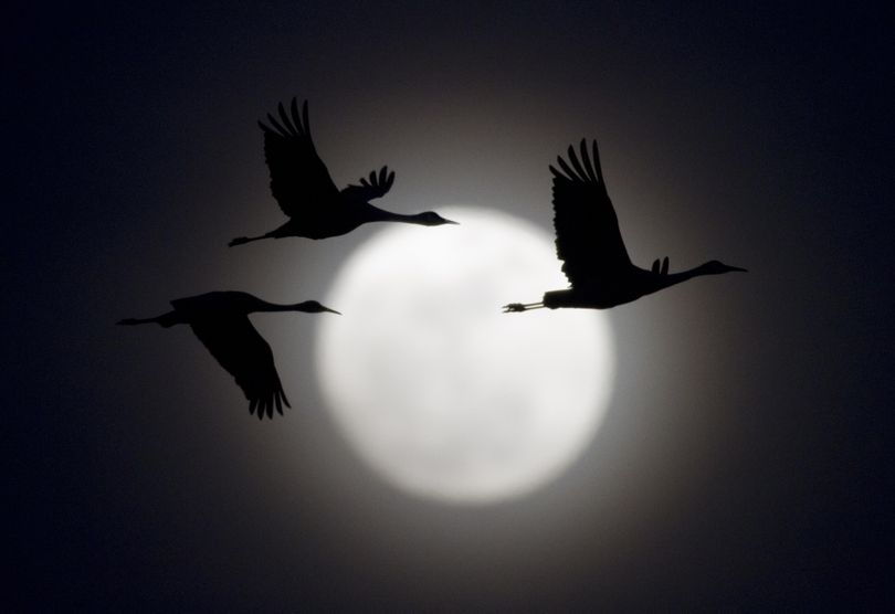 Sandhill cranes fly in front a 95% full moon, near Alda, Neb., Friday, March 18, 2011. The moon's orbit is in it's closest position to earth in 18 years. (Associated Press)