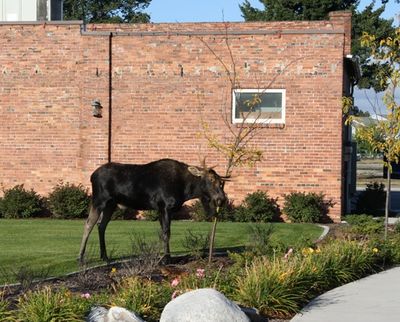A moose munches a tree outside Post Falls City Hall on Tuesday, Sept. 21, 2010. Read more <a href=
