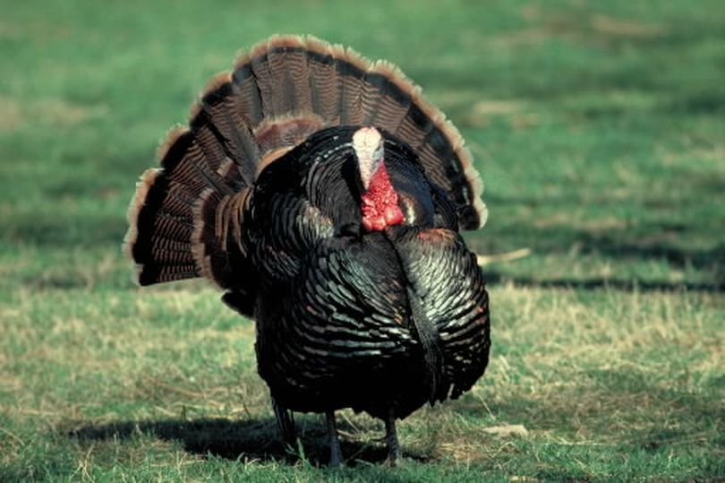 Wild turkey gobbler during breeding season. (Associated Press)