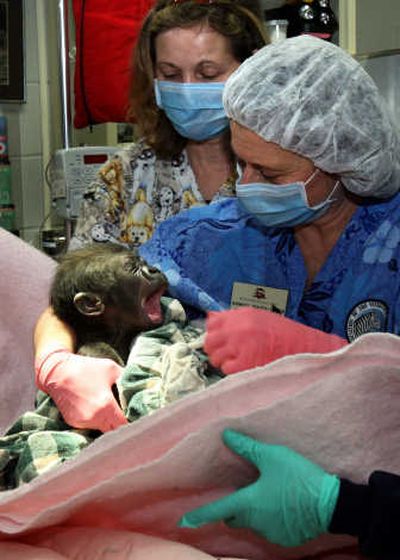 
Woodland Park Zoo's baby gorilla wakes up after surgery Thursday in the arms of veterinary technician Harmony Frazier. Associated Press
 (Associated Press / The Spokesman-Review)