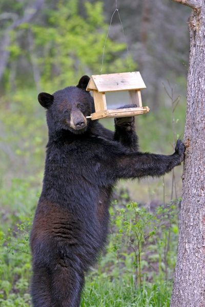 {div class=”field field-name-field-image-description field-type-text-long field-label-hidden”}{div class=”field-items”}{div class=”field-item even”}A black bear eating bird seed from a bird feeder.{/div}{/div}{/div}  (Courtesy of IDFG)