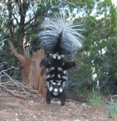 The western spotted skunk attempts to ward off intruders by launching into a dramatic-looking handstand. (COURTESY OF JERRY DRAGOO)
