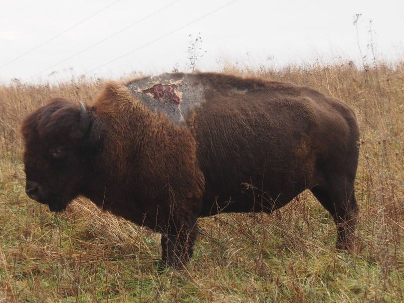 Sparky, a bison at Neal Smith National Wildlife Refuge in Iowa, was struck by lightning in 2013.  He's still standing in 2016. 
 (Karen Viste-Sparkman / U.S. Fish and Wildlife Service)