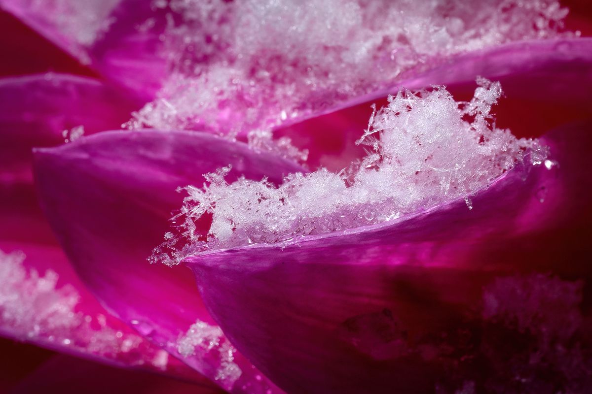 In a garden on Spokane’s South Hill, the first snow of the season is captured by the petals of a dahlia bloom, Wednesday, Oct. 25, 2023,  (COLIN MULVANY)