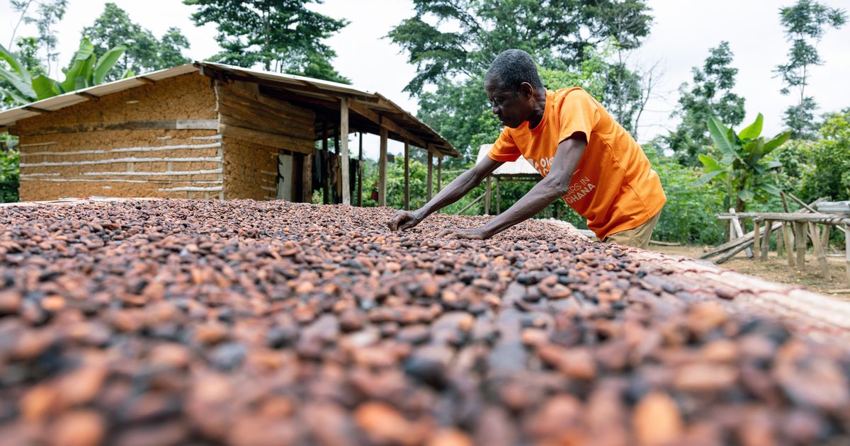 The cocoa crop looks bigger but it won't solve chocolate crisis
