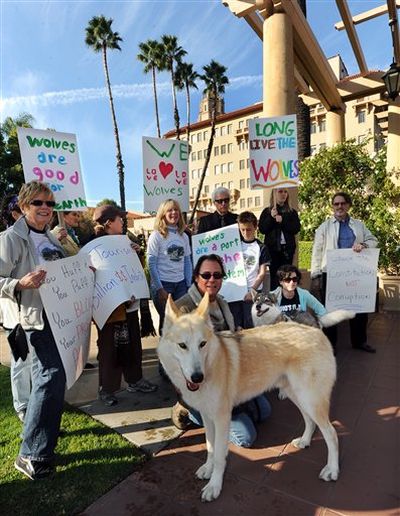 Shadowland Foundation founder Paul Pondella, center, kneels near wolves Takota, front, and Alaska during a rally outside of the Richard H. Chambers U.S. Court of Appeals Building in Pasadena, Calif., on Tuesday. Wildlife advocates appeared in federal court Tuesday seeking an injunction to stop gray wolf hunts already well under way in the Northern Rockies, arguing that Congress overstepped its authority in stripping federal protections from the canines. (San Gabriel Valley Tribune)