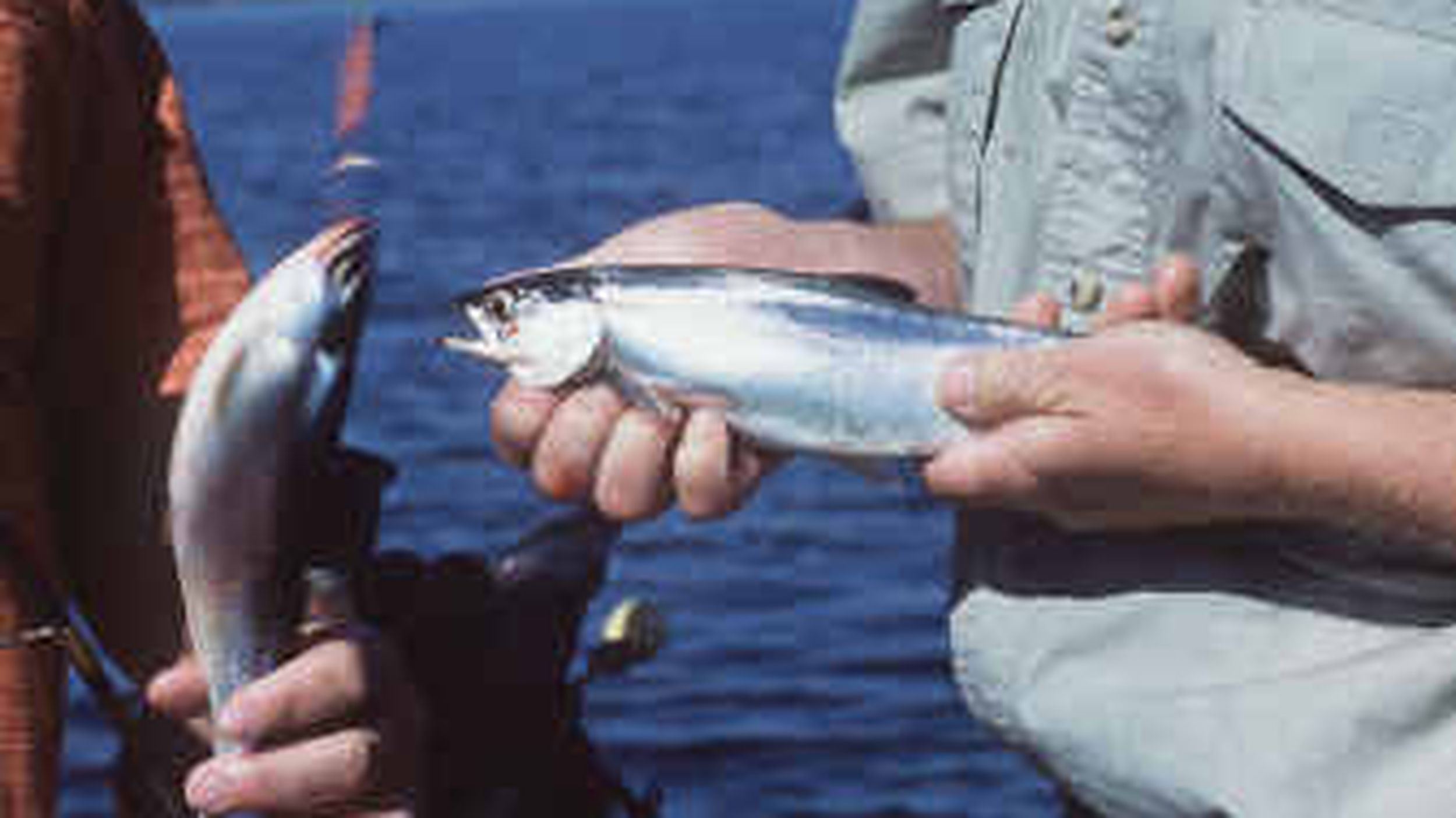 Kokanee: A Complete Fishing Guide — Discover Books