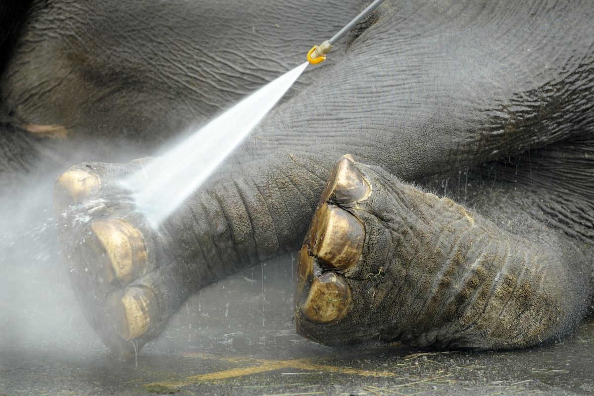 Libby, a 38-year-old female Asian elephant, gets her feet washed with a sprayer in 2008 when the Shrine Circus was camping at the Spokane County Fair and Expo Center grounds ahead of shows at the Spokane Arena. The sprayer doesn’t hurt their leathery skin, and they love the water, a worker said.  (JESSE TINSLEY/THE SPOKESMAN-REVIEW)