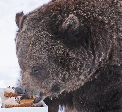 In thi Jan. 23, 2015, AP file photo, ZooMontana's Ozzy the grizzly bear eats a cake with the New England Patriots logo at the zoo in Billings, Mont. Ozzy correctly picked the New England Patriots to beat Seattle to win the Super Bowl. (AP Photo/The Billings Gazette, )