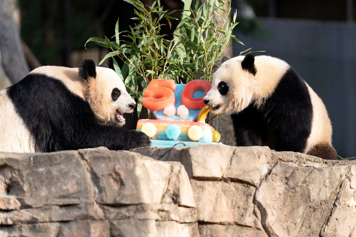 Giant pandas Mei Xiang, left, and her cub Xiao Qi Ji eat a fruitsicle cake in a celebration marking the Smithsonian’s National Zoo’s 50-year panda exchange agreement with the Chinese government.  (Jose Luis Magana)