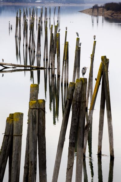 Several dozen great blue herons were perched on pilings in the Pend
Oreille River at Usk, Washington Tuesday, March 2, 2010. Area birding
enthusiasts said this is the time of year large groups of the giant
birds can be seen migrating and resting in certain areas, such as the
Pack River Delta along Lake Pend Oreille. Soon they will disperse in
smaller groups to nesting rookeries in cottonwoods or other woodlands
near water. (Colin Mulvany / The Spokesman-Review)