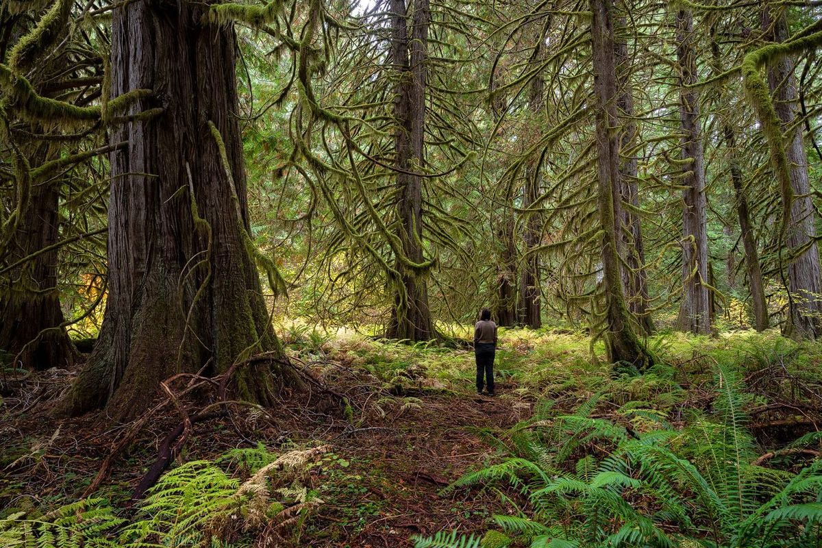 A Cascadia Wildlands volunteer stands in the western red cedar grove within the Flat Country project area.  (Andrew Kumler Cascadia Wildlands Volunteer)