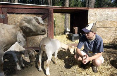 
Christopher Gregerson, 16, of Coeur d'Alene is raising three goats in a 4-H program. The animals will part of a new fair class of goats raised for meat. 
 (Jesse Tinsley / The Spokesman-Review)