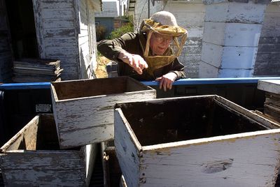 Beekeeper Waldo McBurney, then 103, digs through a stack of “supers” – used to collect honey – on April 11, 2006, in Quinter, Kan.  (File Associated Press / The Spokesman-Review)