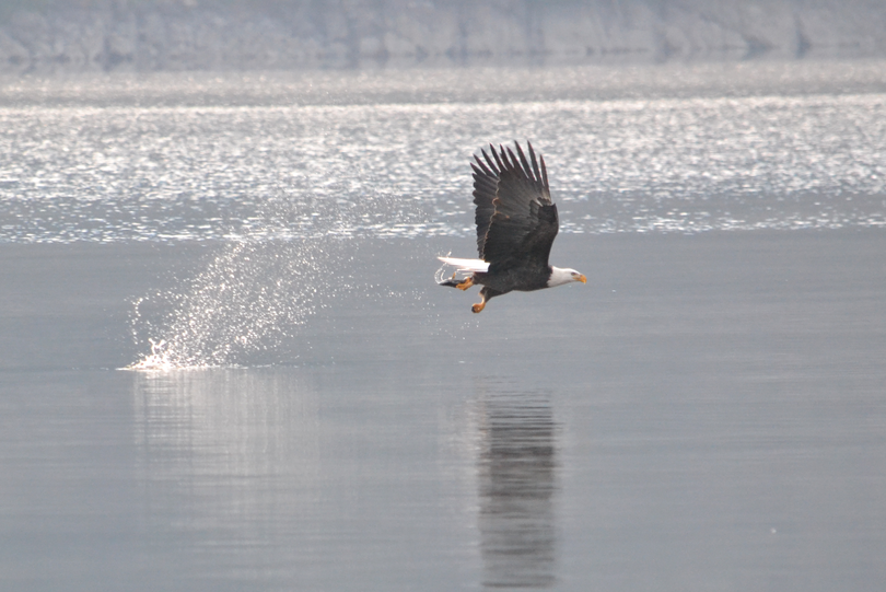 A bald eagle plucks a kokanee out of Lake Pend Oreille near Bayview. (Norma Jean Knowles)