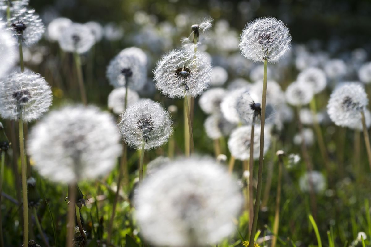 A sea of dandelions go to seed in a neighborhood common area near at the corner of 37th Avenue and Custer Street, May 10, 2017, in Spokane, Wash. (Dan Pelle / The Spokesman-Review)