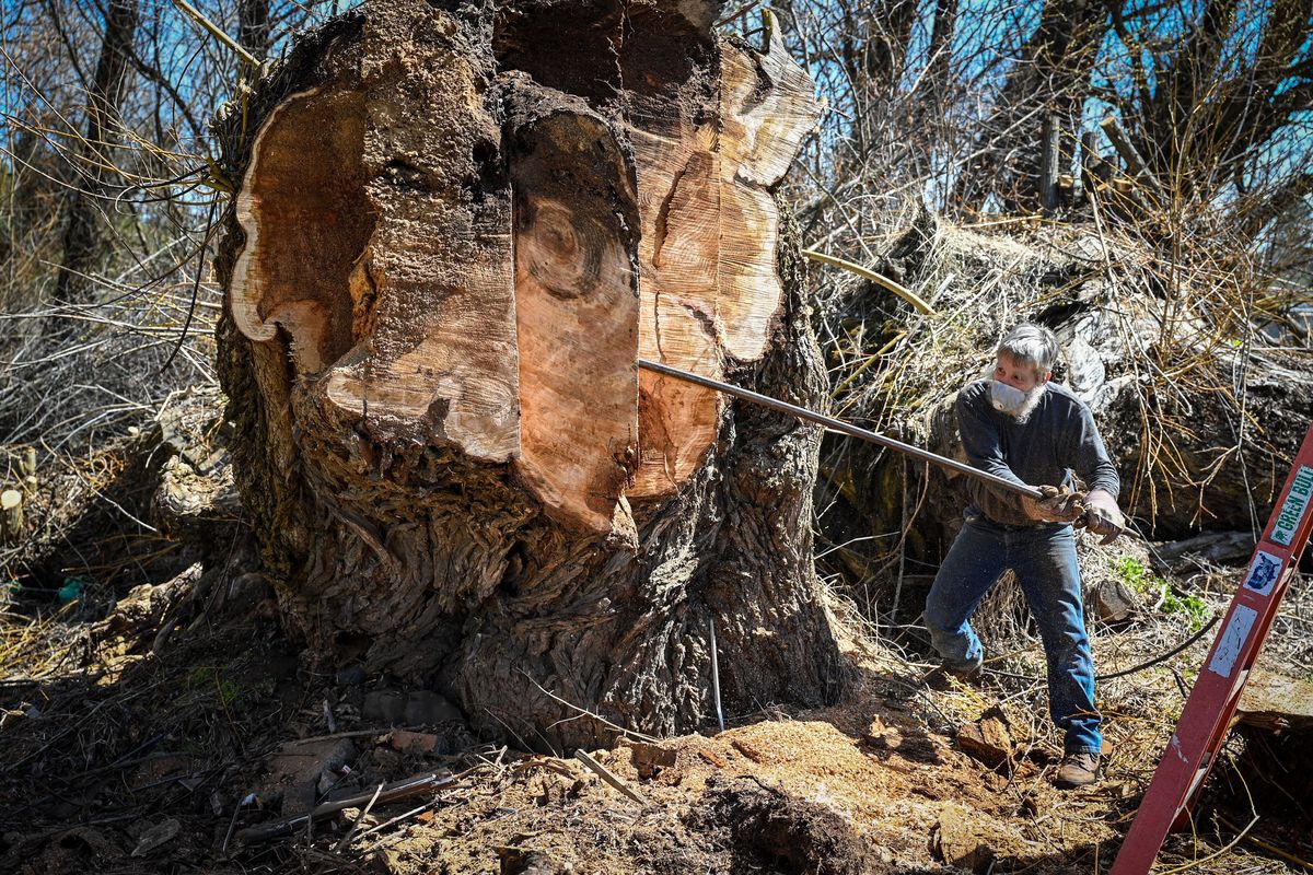 Richard Jackin, 63, works to break free a section of wood from a willow tree believed to be 100 years old near Four Lakes, Washington, on April 17. Jackin uses wood from his property to create art pieces. This tree is too rotten for his projects, Jackin said.  (DAN PELLE/THE SPOKESMAN-REVIEW)