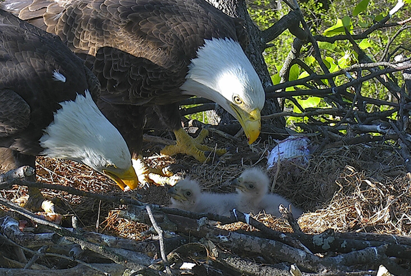 A pair of bald eagles raises chicks under the unblinking eye of a web cam. (U.S. Fish and Wildlife Service)
