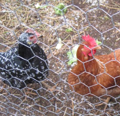 Fresh eggs are just one of the benefits of backyard chickens. The family-friendly fowl also contribute fertilizer, insect control and companionship. (Cheryl-Anne Millsap / Down to Earth NW Correspondent)