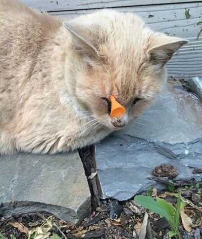 Red, a cat owned by Carson Kelley and Katelyn Halpin in Coeur d'Alene, amazingly survived this blow dart to the face. (Courtesy photo via Coeur d'Alene Press)