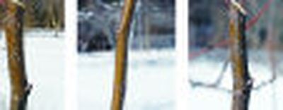 
A pruning cut too near the bud (left), one too far above a bud (center), and a good cut on an angle, sloping down behind the bud (right). 
 (Associated Press / The Spokesman-Review)