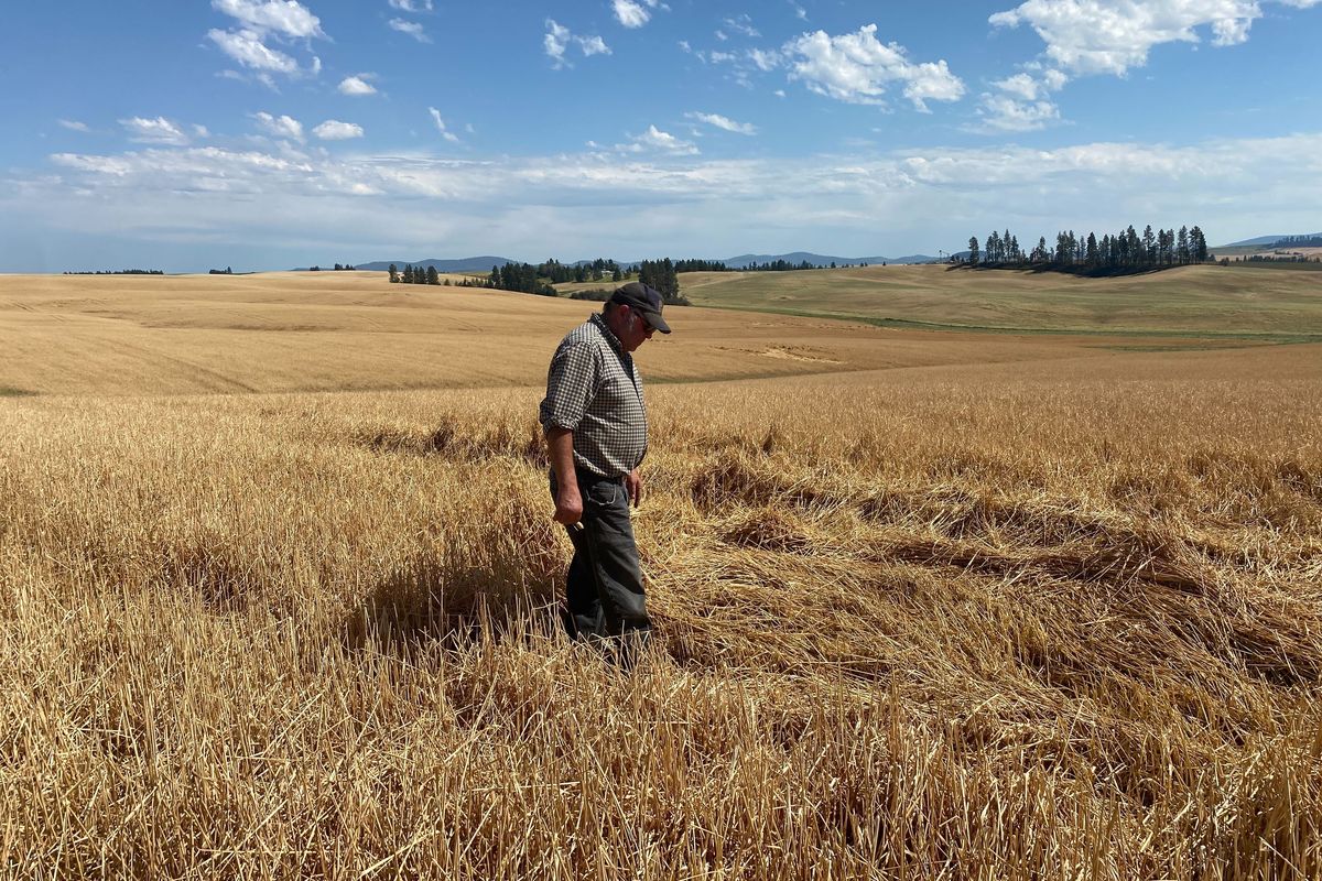 Farmer Michael Lashaw inspects the damage a Thursday night hailstorm caused to his wheat field.  (Mathew Callaghan/The Spokesman-Review)