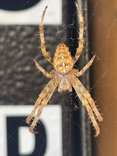 Mail carrier Toni Sellers recently came across this female orbweaver expanding her web on a cluster of mailboxes in Port Townsend.  (Courtesy of Toni Sellers)