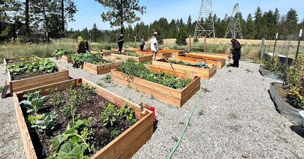 Spokane's New Roots garden grows food security and community for refugees