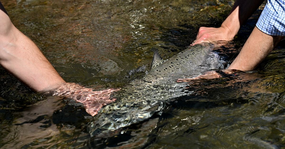 Biden administration promises $200 million to help reintroduce salmon in Columbia  River - OPB