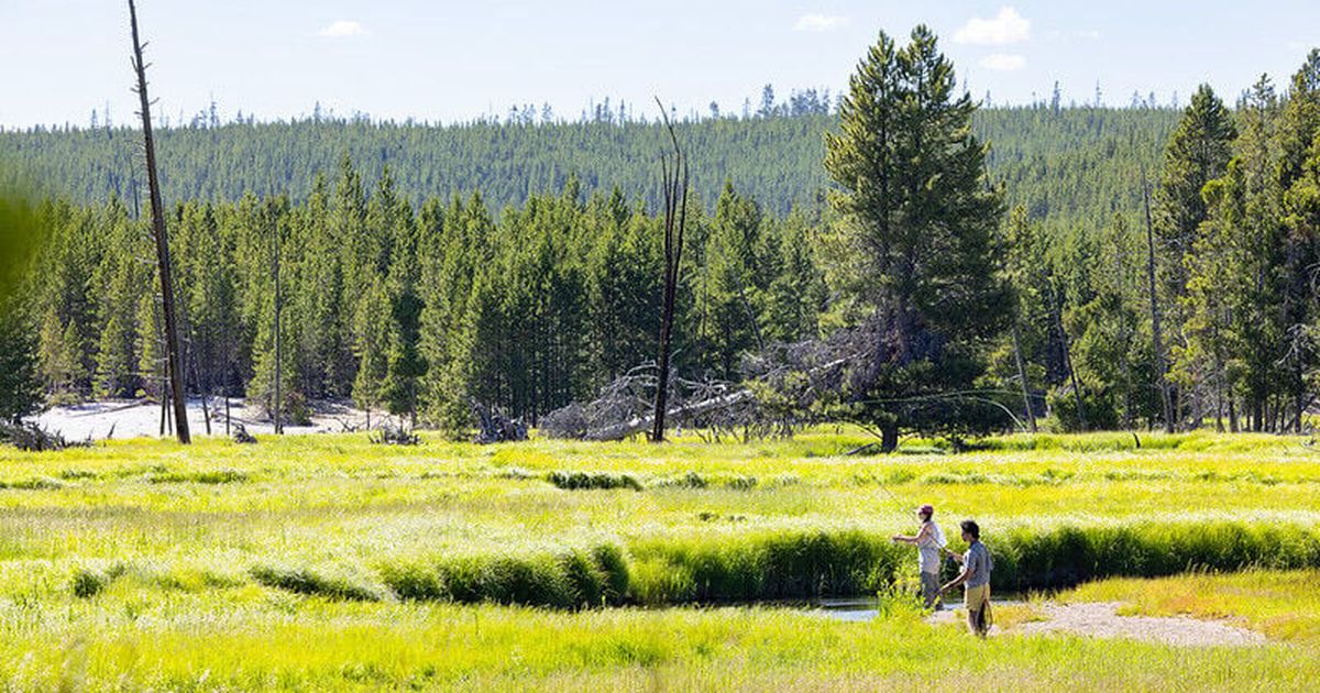 Yellowstone National Park begins fishing restrictions on some rivers