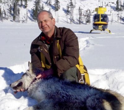 U.S. Fish and Wildlife Service wolf specialist Ed Bangs, seen here during collaring operations in Yellowstone National Park, Wyo., in January 2002, is surprised at how much their numbers have grown in the decade since gray wolves were reintroduced in the area.
(Associated Press / The Spokesman-Review)