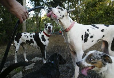 
Giant dog breeds such as Great Danes, drinking and in background, are susceptible to bloat.
 (File/ / The Spokesman-Review)