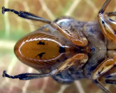 Authorities detected the glassy-winged sharpshooter on grapevines in Fresno, California. The insect can spread a strain of bacteria that kills grapevines, which could affect the state’s wine industry.  (California Department of Food and Agriculture/California Department of Food and Agriculture/TNS)