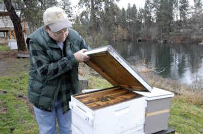 
Spokane Valley beekeeper Jerry Tate checks on a hive of his small Queen Nuc bees at his farm on the Spokane River. 