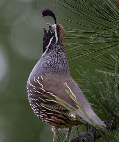 A California Quail calls from a pine tree on June 2. Reader David Bessen took this photo on Spokane’s South Hill.  (Photo courtesy of David Bessen )