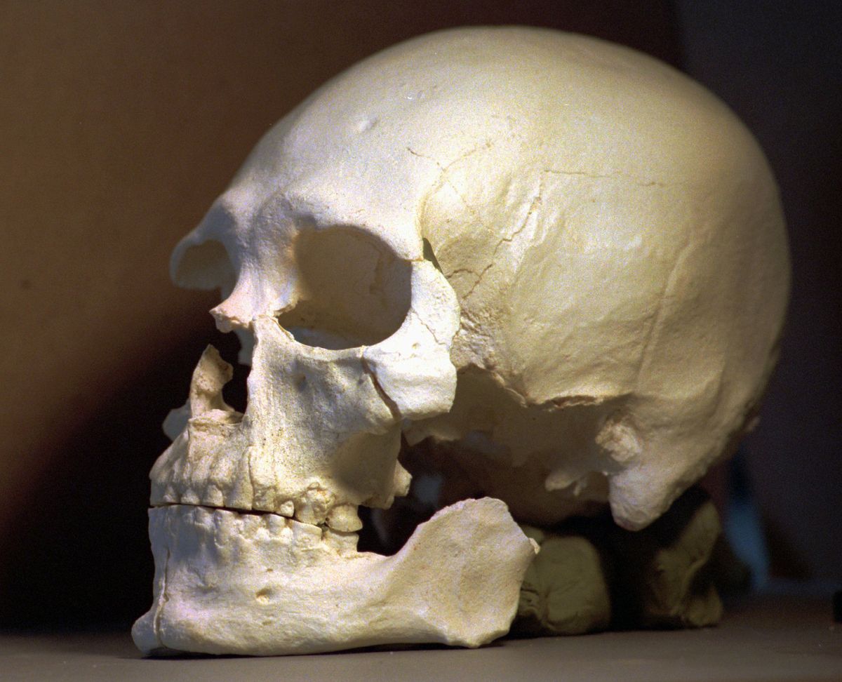 A casting of Kennewick Man’s skull. (Associated Press)