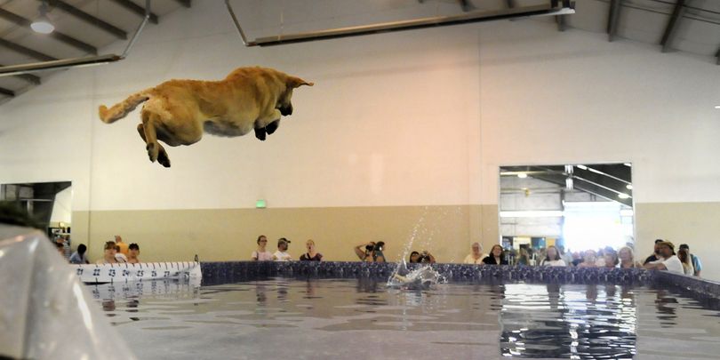With his eye on the thrown training decoy, a Chesapeake Bay Retriever named Kiowa hangs in mid-air before plunging into a pool during the dock diving competition Saturday, May 30, 2009 at PetFest, the weekend festival for pets and their owners at the Spokane County Fair and Expo Center.   Kiowa is owned by Gigi Grant of Hayden Lake, Idaho.  Besides the many opportunities to show off, pet owners could also talk with vendors of pet supplies and with various animal welfare agencies.   JESSE TINSLEY jesset@spokesman.com (Jesse Tinsley / The Spokesman-Review)