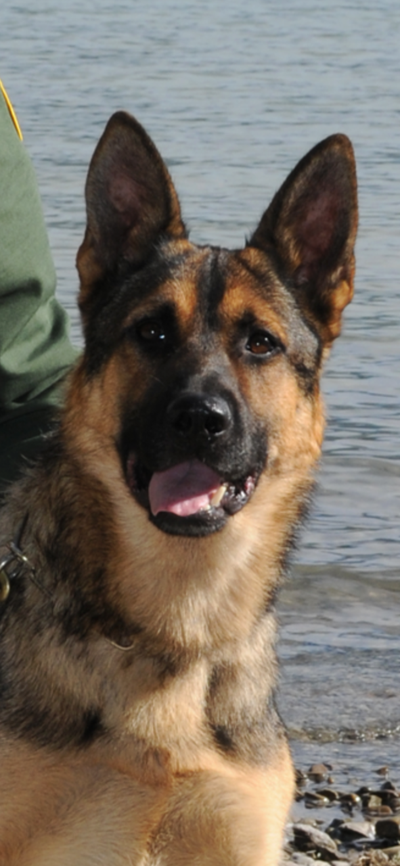 K-9 Jackie, who died in a car crash on Dec. 29, 2019 (Courtesty of the United States Border Patrol)
