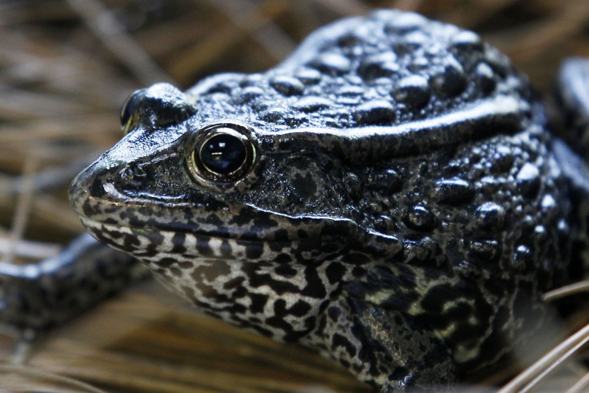 A gopher frog, an endangered species, is seen Sept. 27, 2011, at the Audubon Zoo in New Orleans. Federal wildlife officials announced Friday proposed limits on “habitat” for imperiled plants and animals.  (Gerald Herbert)