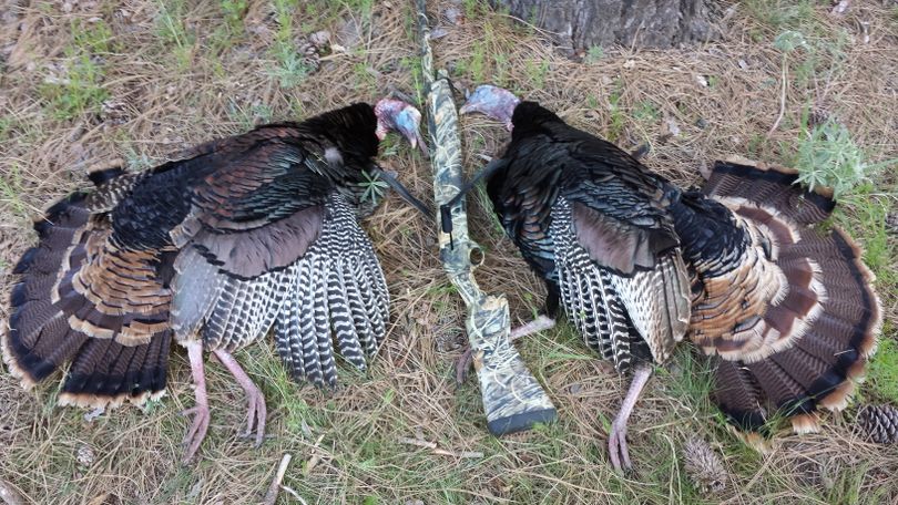 A pair of wild turkey gobblers came to Rich Landers' call and decoys just before 7 a.m. on May 2, 2015. (Rich Landers)
