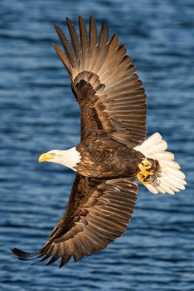 A bald eagle banks into the sky after grasping a kokanee salmon from the waters of Lake Coeur d’Alene at Wolf Lodge Bay. Craig Goodwin took this photo of the iconic bird. Eagles have started appearing in Coeur d’Alene for their annual migration. Their numbers usually peak during the third week of December. (Craig Goodwin / Courtesy)