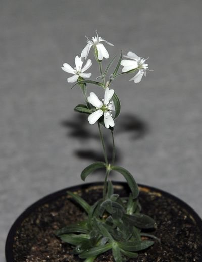This undated photo shows a Silene stenophylla plant regenerated from tissue of fossil fruit.