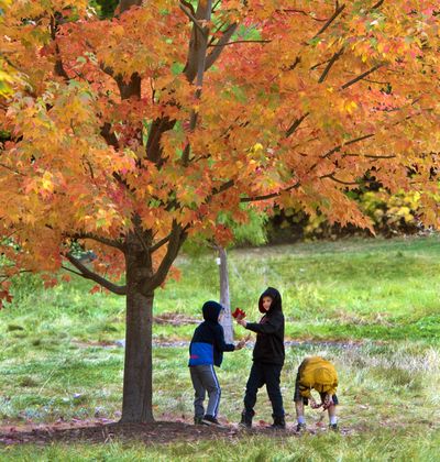 Arboretum observations: Ness Elementary School second-grader Jace Nassett, center, shows off his newfound treasure of Morgan red maple leaves to classmate Adam Woolbeck, while Preston Bresnee, right, searches the ground at the John A. Finch Arboretum. Warren Hanson’s class spent Tuesday morning working on observational skills, noticing the color and shapes of leaves and tree trunks. Hanson said when the students return to class in Spokane Valley, they will be asked to write a poem about their arboretum visit. (Dan Pelle)
