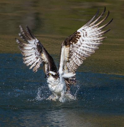 Dinner time: An osprey reemerges from the waters of Fernan Lake after diving for a fish. Osprey, which nest near lakes and rivers, feed exclusively on fish they catch by making spectacular feet-first dives.