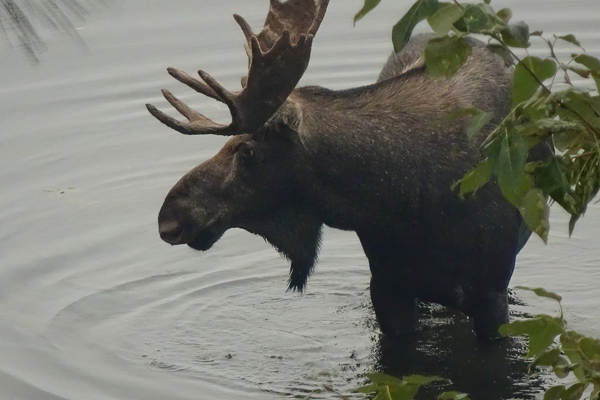 A study published this month found that wild animals, including moose like this bull spotted on Hauser Lake, are even more sensitive to human presence than previously thought.  (Angela Marie/Courtesy)