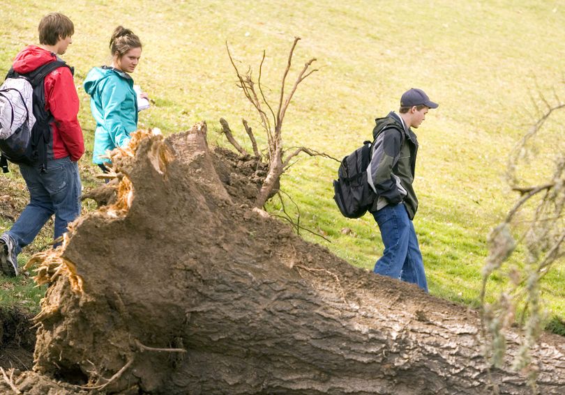 University of Idaho students look at a tree that blew down on campus during a wind storm in Moscow, Idaho, on Thursday, April 8, 2010. (Geoff Crimmins / Moscow-pullman Daily News)