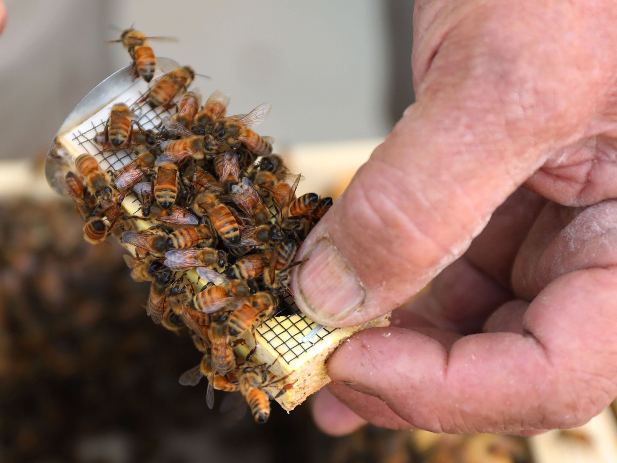 First Vaccine for Honey Bees Approved by USDA - Modern Farmer