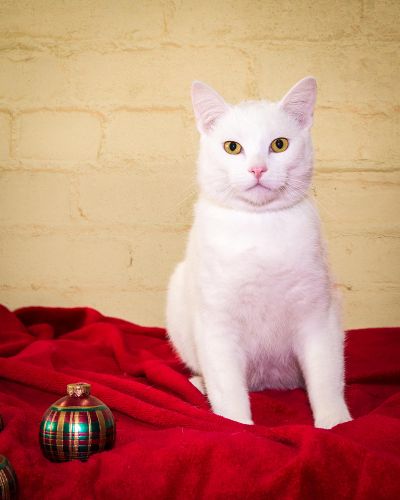 A DSH, neutered male, this beautiful kitty is ready for a home of his own. He is very vocal and likes to carry on a conversation with you. Schnee enjoys playing with his mouse but also likes a warm lap. Karen Fosberg photo